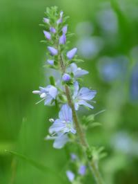 Veronica officinalis