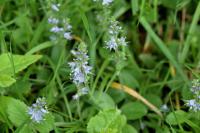 Veronica officinalis