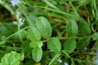 Veronica officinalis