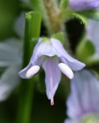 Veronica officinalis