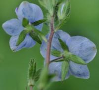 Veronica chamaedrys subsp. chamaedrys