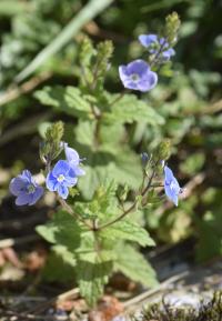 Veronica chamaedrys subsp. chamaedrys