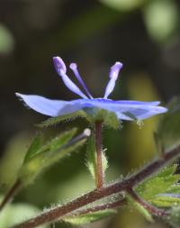 Veronica chamaedrys subsp. chamaedrys