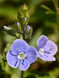 Veronica chamaedrys subsp. chamaedrys