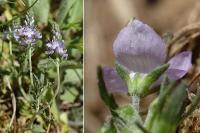 Veronica prostrata subsp. scheereri