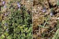 Veronica prostrata subsp. scheereri