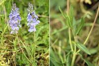 Veronica prostrata subsp. scheereri