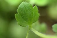 Veronica hederifolia subsp. hederifolia