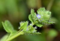 Veronica hederifolia subsp. hederifolia