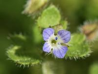 Veronica hederifolia subsp. hederifolia