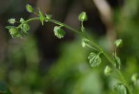 Veronica hederifolia subsp. hederifolia