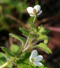 Veronica cymbalaria