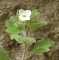 Veronica cymbalaria