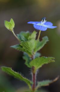 Veronica persica