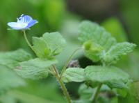 Veronica persica