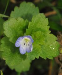 Veronica agrestis