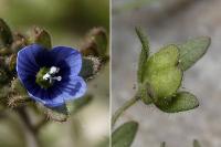 Veronica triphyllos