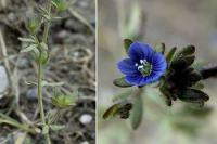 Veronica triphyllos