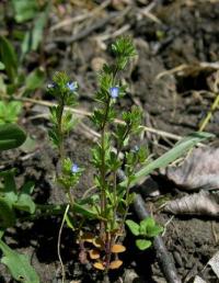 Veronica verna