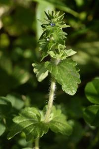 Veronica arvensis