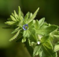 Veronica arvensis