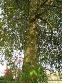 Platanus orientalis