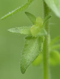 Veronica arvensis