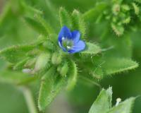 Veronica arvensis