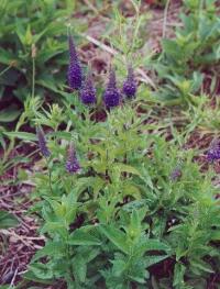 Veronica spicata subsp. spicata