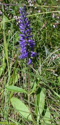 Veronica spicata subsp. spicata