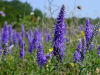 Veronica spicata subsp. spicata