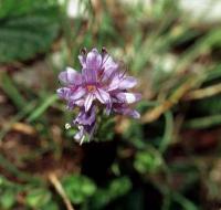 Veronica nummularia