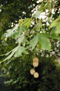 Platanus orientalis