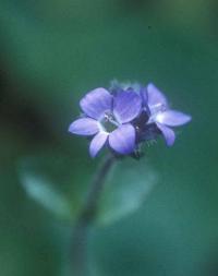 Veronica alpina