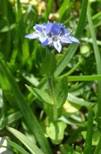 Veronica alpina