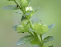 Veronica serpyllifolia