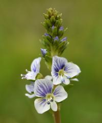 Veronica serpyllifolia