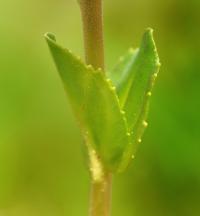 Veronica serpyllifolia