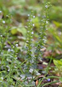 Veronica serpyllifolia