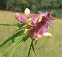 Melampyrum cristatum