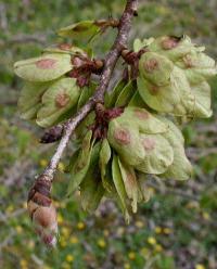 Ulmus laevis