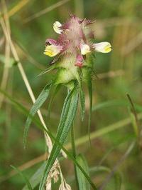 Melampyrum cristatum