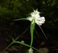 Melampyrum cristatum