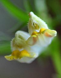 Melampyrum pratense