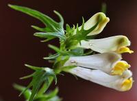 Melampyrum pratense