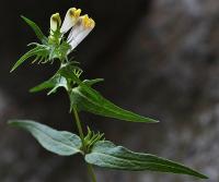 Melampyrum pratense