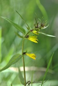 Melampyrum pratense