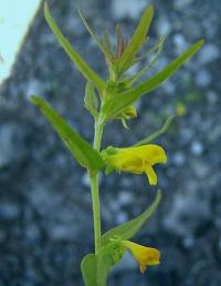 Melampyrum sylvaticum