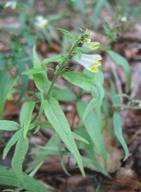 Melampyrum sylvaticum