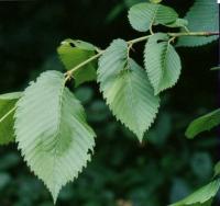 Ulmus laevis